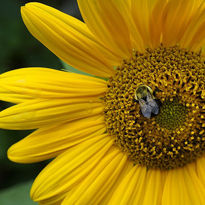 Bee on a sunflower, animal reiki energy Reiki 1 & 2 Class